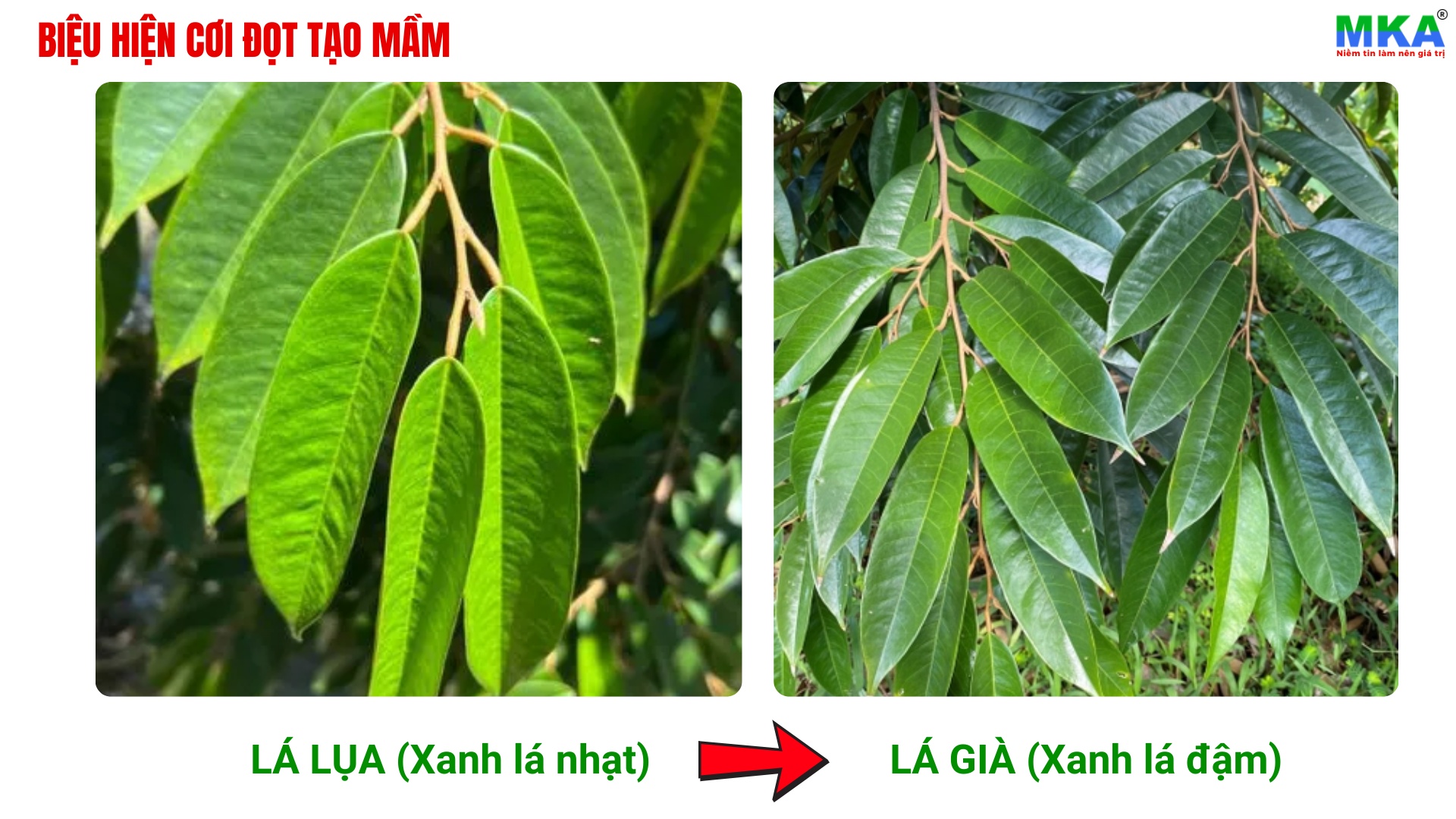 cơi đọt lụa già thích hợp để tạo mầm